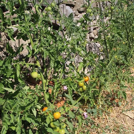 Oak House Dom wakacyjny *